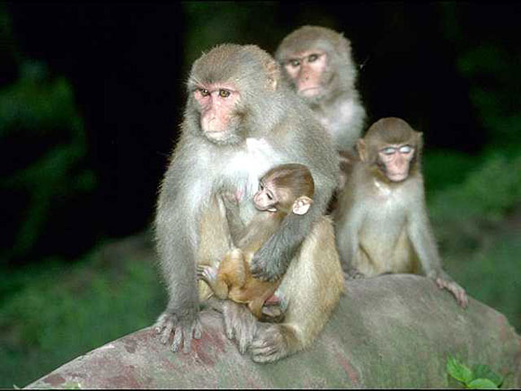 Développement de Madagascar  Le singe de doigt est le primate
