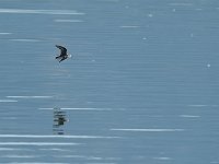 Bécasseau minute - Calidris minuta