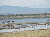 Gazelle de Grant - Gazella granti